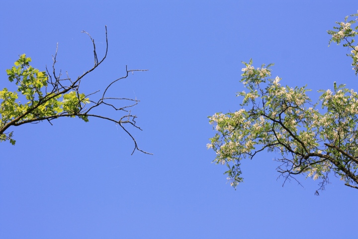 Robinia pseudoacacia